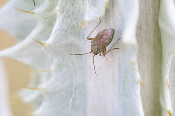 Close up of a green insect crawling on the surface of a cactus plant in a desert environment during daylight