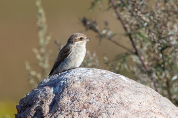 Red-backed Shrike