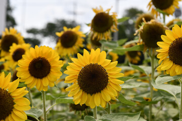 Fototapeta premium Field of vibrant sunflowers stands tall, radiating warmth and happiness as they reach for sky, creating stunning summer vista