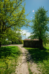 Small Rustic Building Under Sunlit Tree Branches