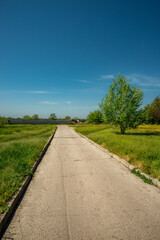 Concrete Path Through Green Field with Solitary Tree