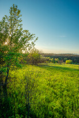 Fototapeta premium Lush Green Hillside with Sunset Glow and Forest Horizon