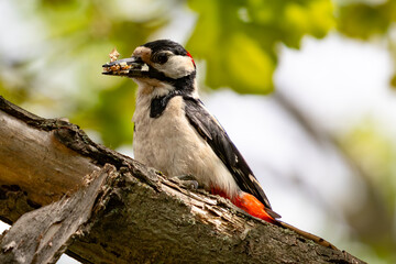 Great spotted woodpecker with food in beak 