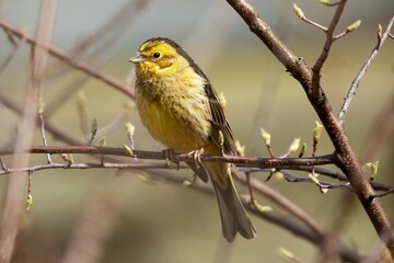 Yellowhammer perched on branch in early spring 