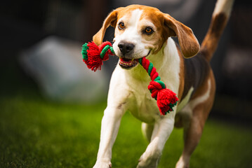 A playful and energetic Beagle is happily playing with a toy in lush green grass