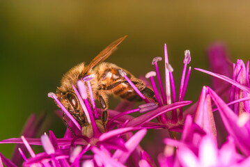 Closeup image of a busy bee diligently pollinating vibrant pink flowers in natures garden