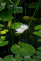 Two blue lotus flowers (Nymphaea caerulea) with delicate petals and golden center in close-up