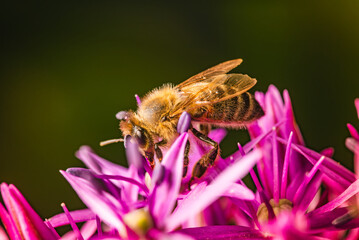 Closeup image of a busy bee diligently pollinating vibrant pink flowers in natures garden