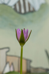 Blue lotus flower (Nymphaea caerulea) in a pond