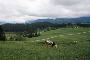Naklejka premium Cows grazing peacefully in a lush green valley surrounded by mountains on a cloudy day