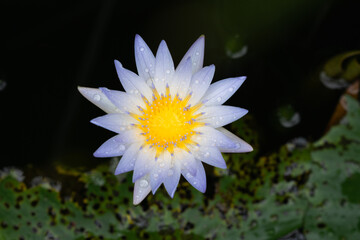 Lavender-blue petals and a radiant yellow center: a rain-drenched Nymphaea caerulea, a blue lotus flower in a pond