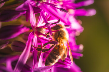 Closeup image of a busy bee diligently pollinating vibrant pink flowers in natures garden