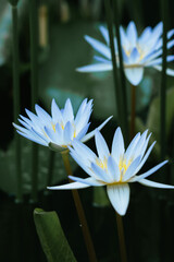 Blue lotus flower (Nymphaea caerulea) in a pond