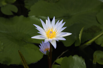 Blue lotus flower (Nymphaea caerulea), a symbol of wisdom and spiritual transcendence in Buddhism