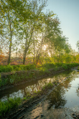 Narrow Path Through Dense Greenery Towards a Calm Water Body
