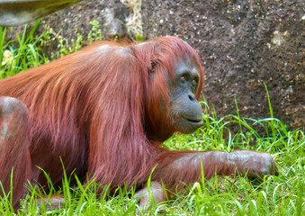 Naklejka premium Orang-utans eating bananas.