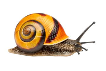 Isolated snail macro photography with yellow and brown shell on black background detailed snail close up in transparent background