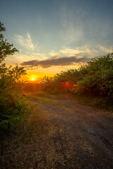 Pathway Through Lush Greenery Bathed in Sunset Light