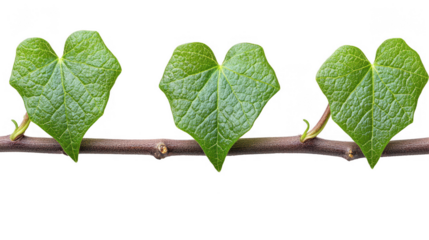 Three Heart-Shaped Green Leaves on a Branch Against a PNG transparent background