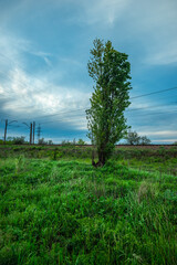 Solitary Tree in a Lush Green Meadow with Distant Power Lines