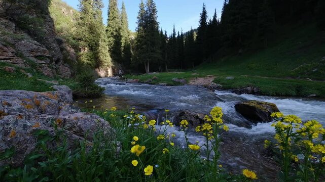 Mountain summer or spring landscape with spruce forest, blue river and yellow flowers in the foreground in the morning light. Nature of Kazakhstan at the junction of the Turgen Gorge and the Assy Plat