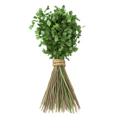 Fresh coriander herb bunch isolated on transparent or white background