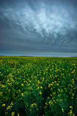 Golden Rapeseed Flowers Stretching Under a Broad, Cloudy Horizon