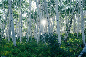 Sunlight Through Aspen Grove
