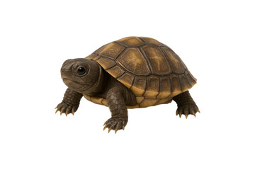 Baby tortoise walking on white background, close-up of small brown turtle with detailed shell and cute expression, isolated studio shot of slow reptile pet