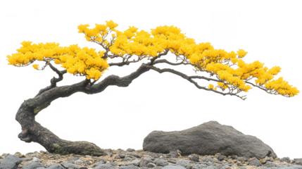 Bonsai Tree with Yellow Flowers on a PNG transparent background