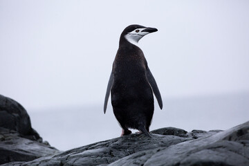 Portrait of a chinstrap penguin on the Antarctic Peninsula of Antarctica
