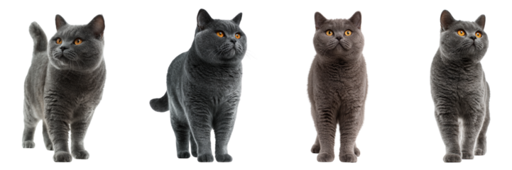 Set of British shorthair cat stands confidently, showing its full body and muscular build isolated on a transparent background
