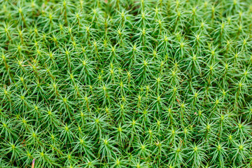 The background image is made of natural green moss. Close-up, soft focus.