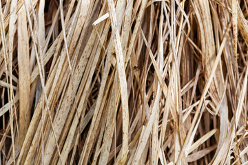 A background image made from the stalks of old, dry grass.