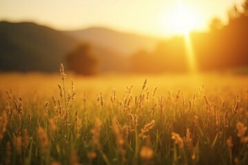 Golden Sunset Field – Ideal for Nature Blogs, Backgrounds, Inspirational Quotes, Wellness Sites, and Seasonal Promotions
