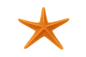 starfish isolated on transparent background. High resolution marine animal for graphic design, ocean-themed projects, or educational user, transparent, clipping path
