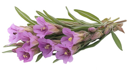 Fototapeta premium Close-up of Purple Flowers with Green Leaves Against a PNG background