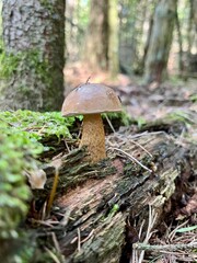 Unique mushroom growing on a decaying log in a lush forest during daylight