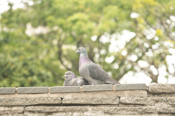 Obraz premium 公園の鳥