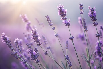 Obraz premium Close up view of vibrant purple lavender flowers blooming under the soft natural sunlight in a field