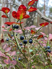 Bright red leaves and dark berries in a forest setting during autumn display nature's beautiful contrast