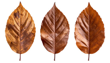 Obraz premium set of three dried brown leaves with natural texture variations, realistic autumn foliage elements, botanical details on isolated background 
