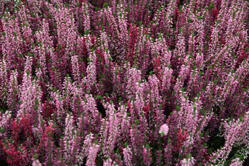 Vibrant heather plants available at local garden center