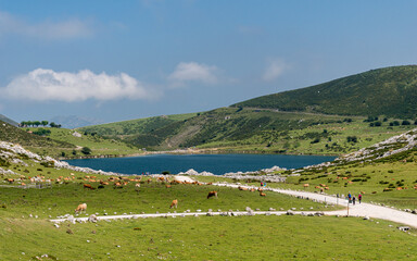Lake Enol, one of the group known as Lakes of Covadonga, in the Picos de Europa National Park, Asturias region, northern Spain