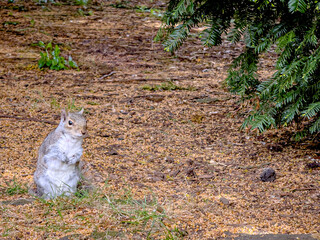 European grey squirrel, Sciurus carolinensis, perched on the ground looking for food