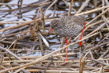 Common Redshank