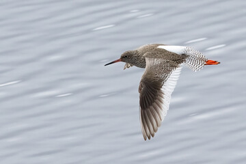 Common Redshank