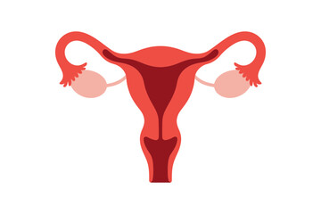 Female reproductive system anatomy uterus ovaries