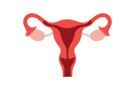 Female reproductive system anatomy uterus ovaries