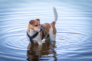 Isolated small dog standing in water
